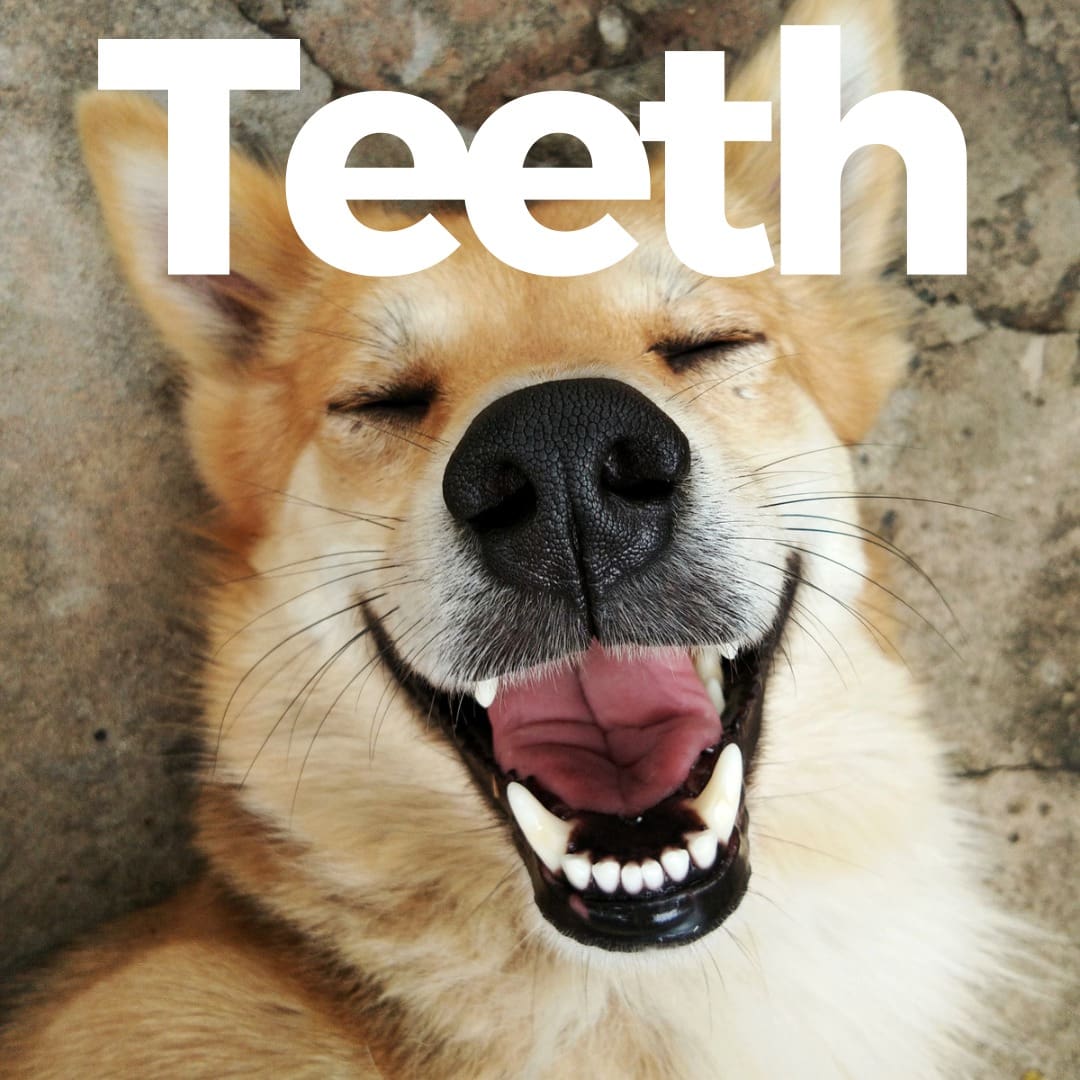 A dog with its mouth open and the word " teeth " written above it.