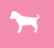 A white dog is on the pink background