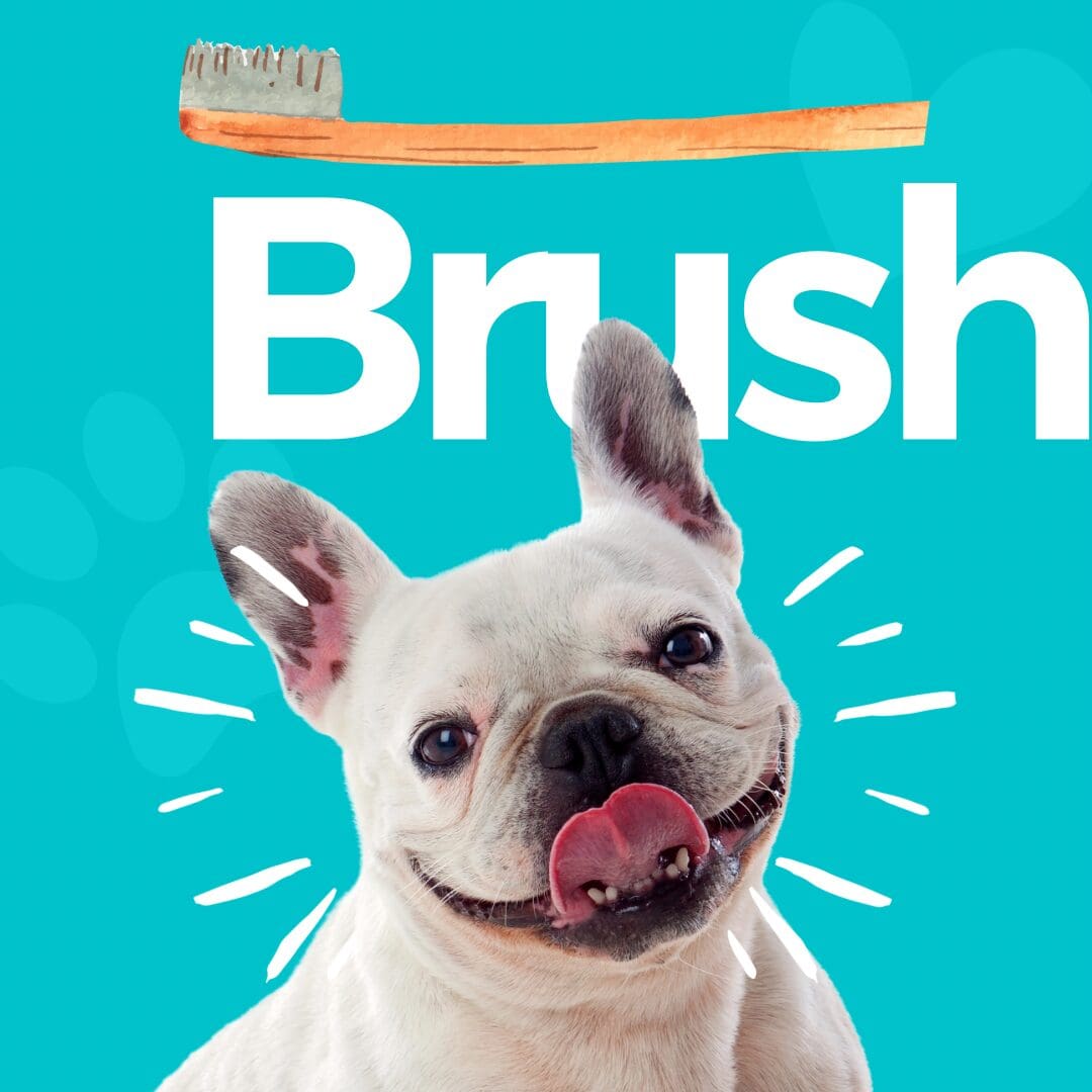 A dog with its tongue hanging out and the word brush written in front of him.