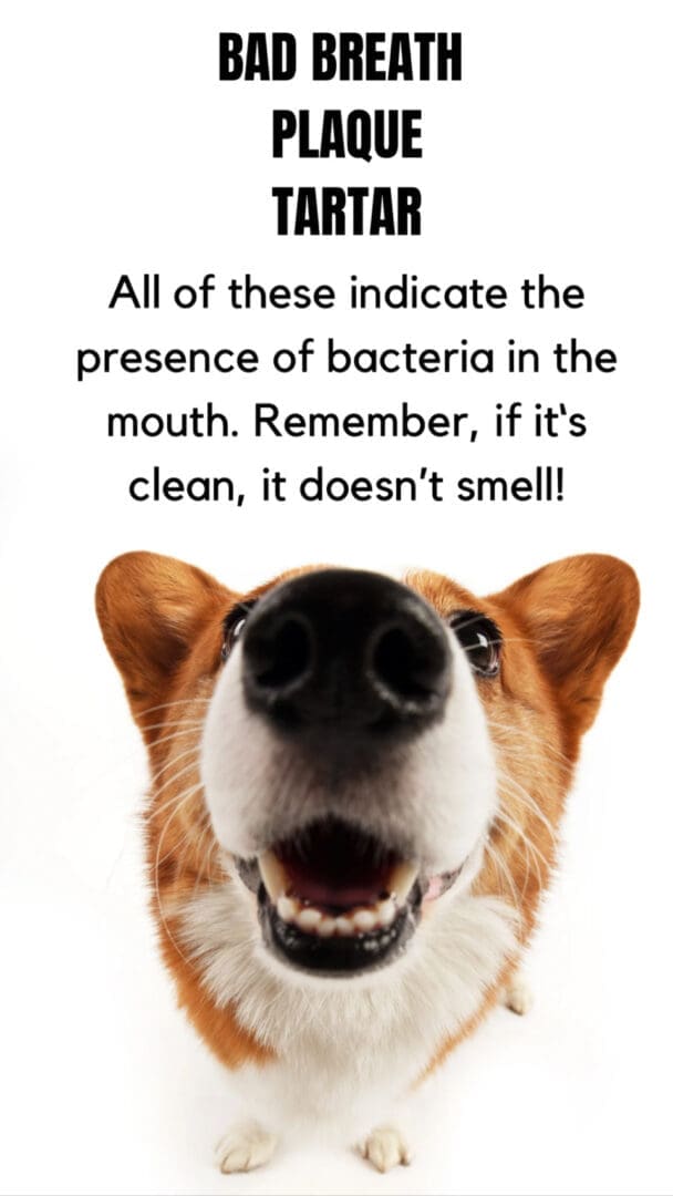 A dog 's face with the words " all of these indicate the presence of bacteria in the mouth. Remember, if it's clean, it