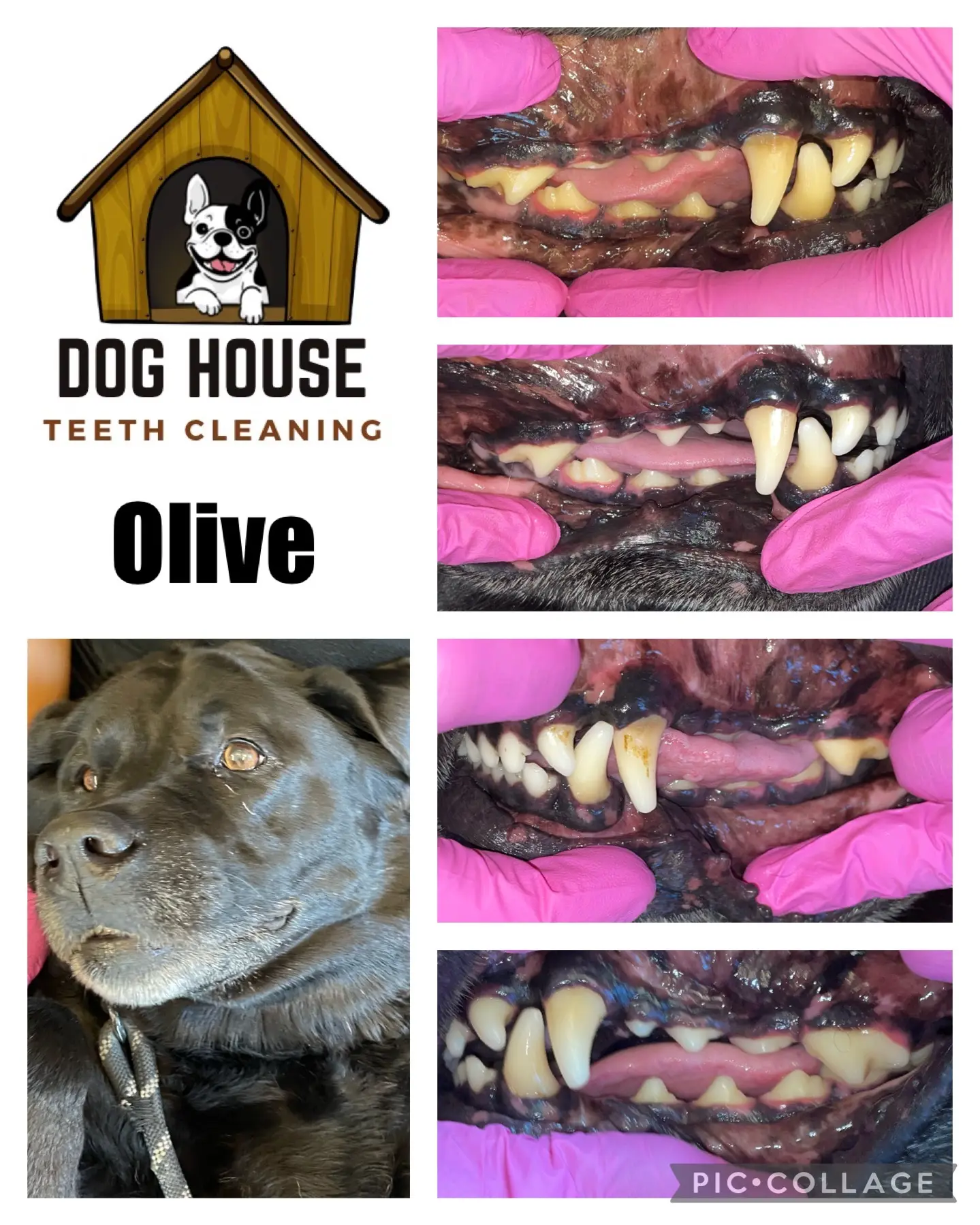 A dog 's teeth are cleaned and the image is taken from different angles.