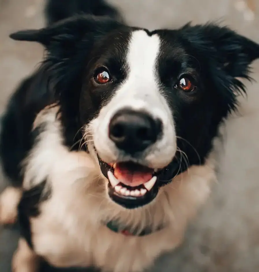 A black and white dog is looking up at the camera.