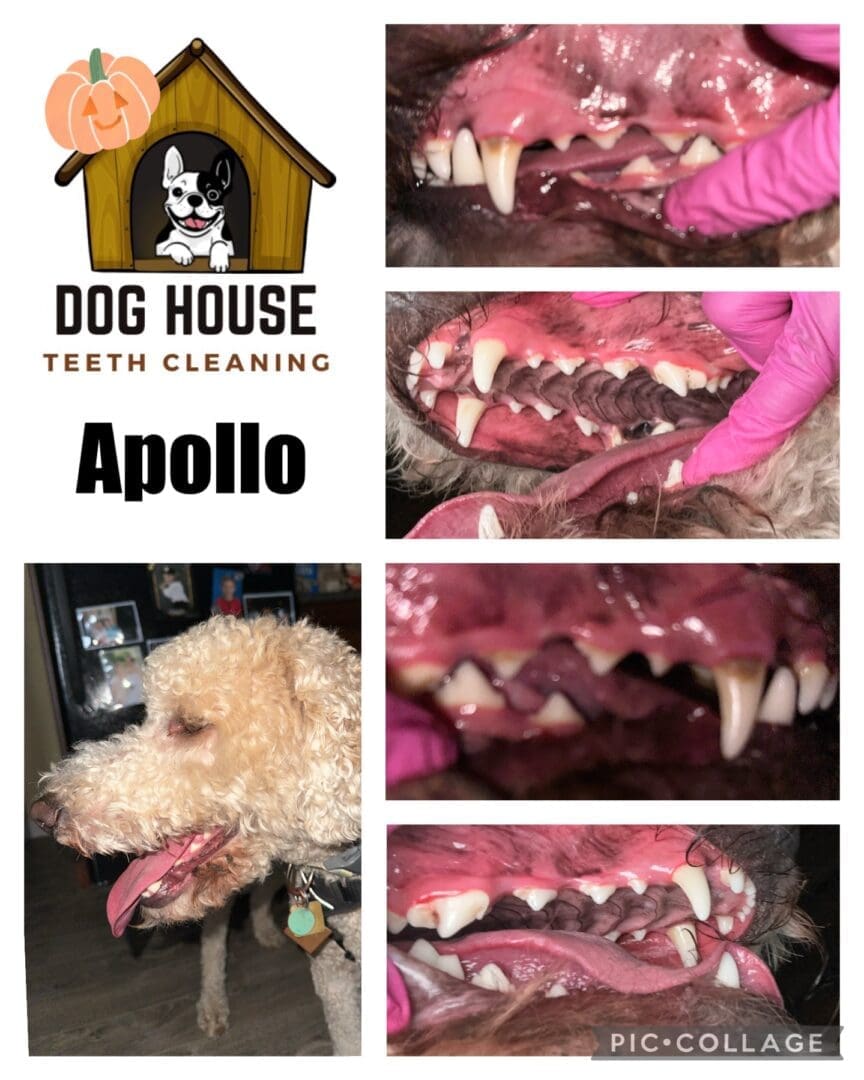 Collage featuring before-and-after images of a dog's teeth cleaning by Dog House Teeth Cleaning. "Apollo" is noted, with various close-ups showcasing significant improvements in canine oral care and a picture of the dog included.