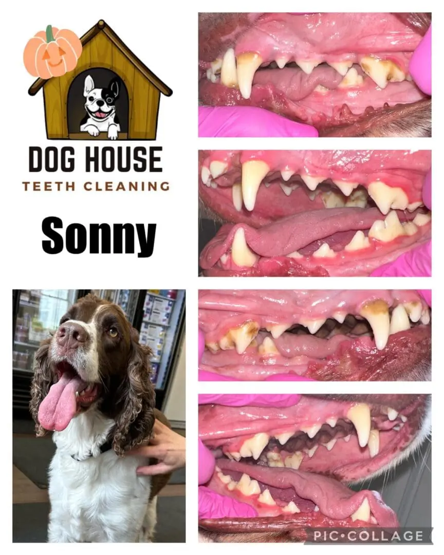 A collage titled "Dog House Teeth Cleaning" featuring a dog named Sonny. Images show before and after pictures of Sonny's teeth, highlighting the canine oral care process.