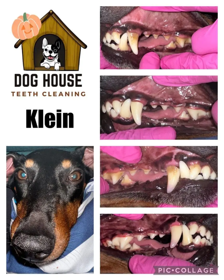 A collage of images from Dog House Teeth Cleaning showcases canine oral care, revealing a dog's teeth before and after cleaning, with a clear highlight on plaque removal. The bottom left image captures the dog resting, while the after photos display notably cleaner teeth.