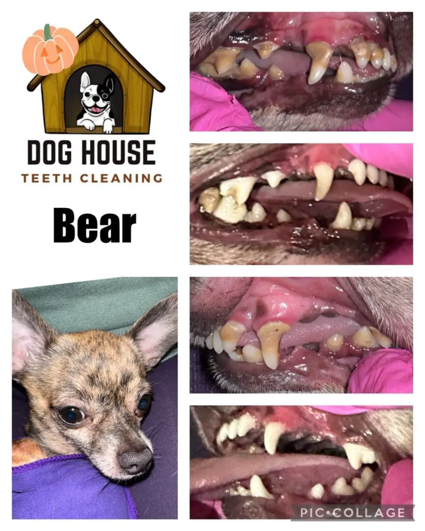 Collage showcasing a small dog named Bear with close-ups of its teeth before and after a dental cleaning, alongside the Dog House Teeth Cleaning logo, highlighting the importance of canine oral care.