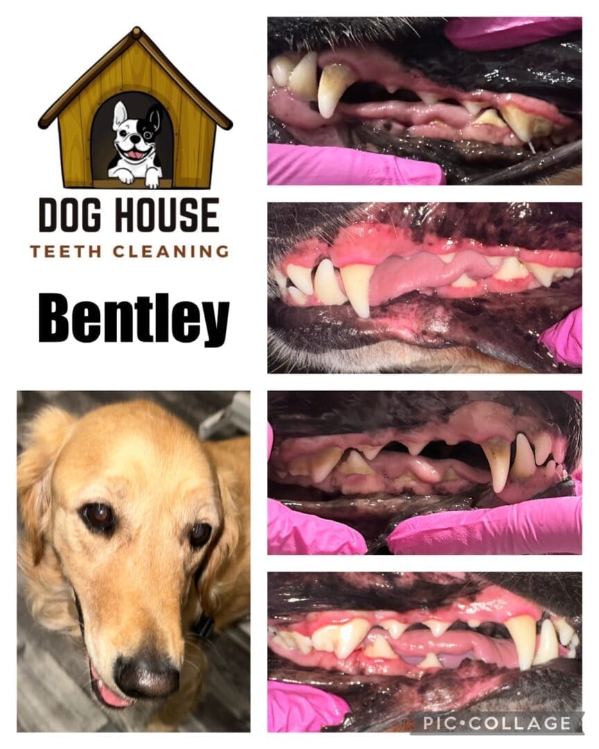 A collage showcasing Bentley the dog highlights the impressive results of canine oral care. Featured images display Bentley's clean teeth from various angles, alongside a logo for Dog House Teeth Cleaning.