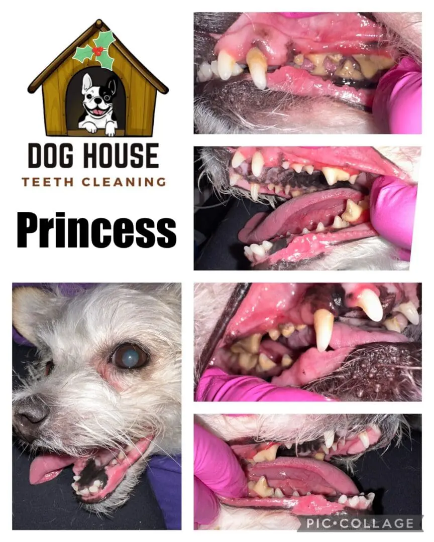 Collage of a dog's dental cleaning process at Dog House Teeth Cleaning, showcasing canine oral care with close-up images of the dog's teeth before and after cleaning. The dog's name, Princess, is prominently displayed.