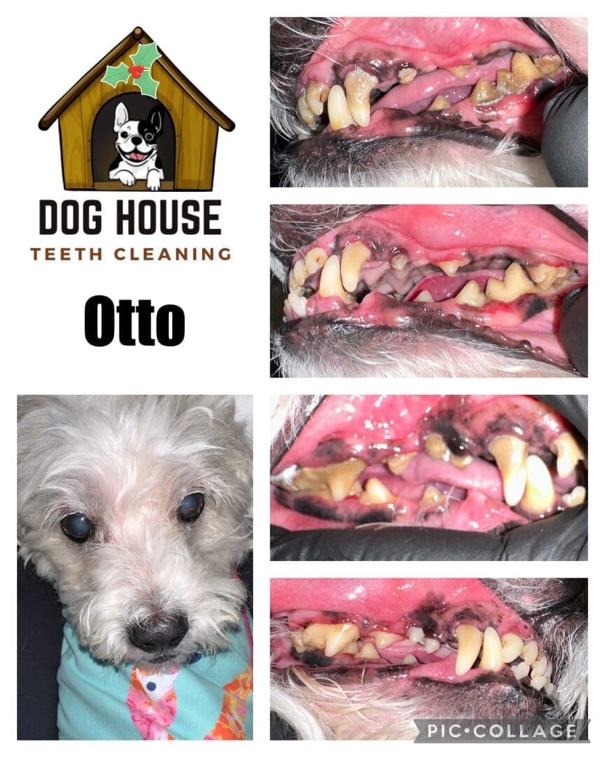 A graphic showing a dog named Otto before and after teeth cleaning, with labeled photos of the dog's teeth and a logo of "Dog House Canine Oral Care" at the top.