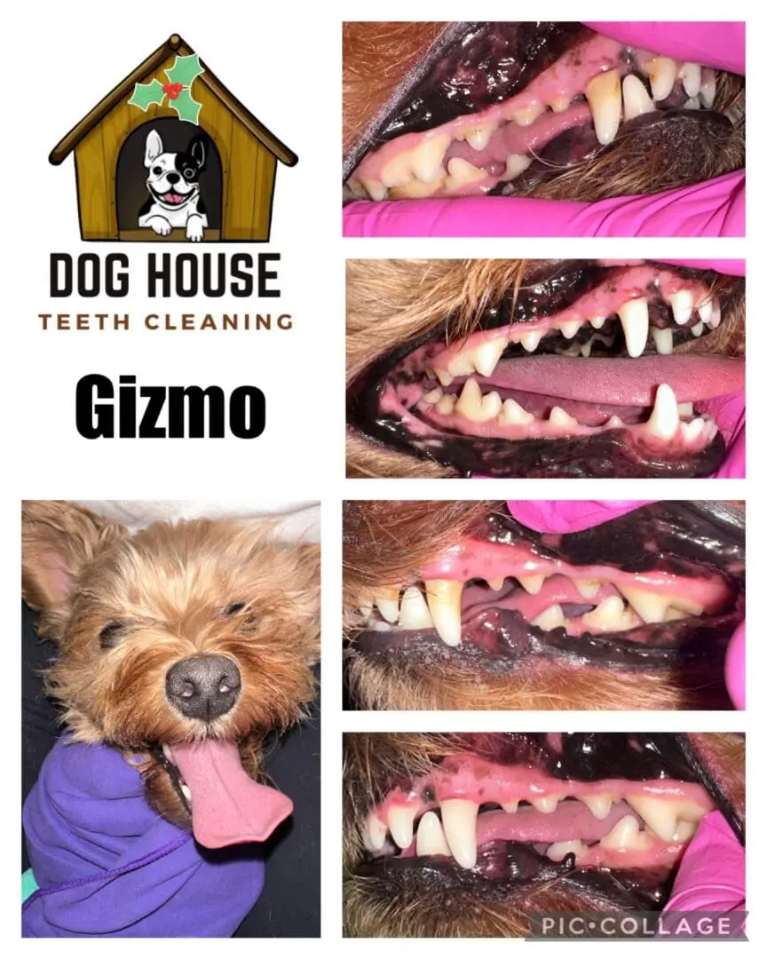 A series of images display a dog's teeth cleaning process. The main image shows a Yorkshire Terrier named Gizmo with the text "Dog House Teeth Cleaning." These images emphasize the importance of canine oral care by highlighting Gizmo's sparkling, cleaned teeth.