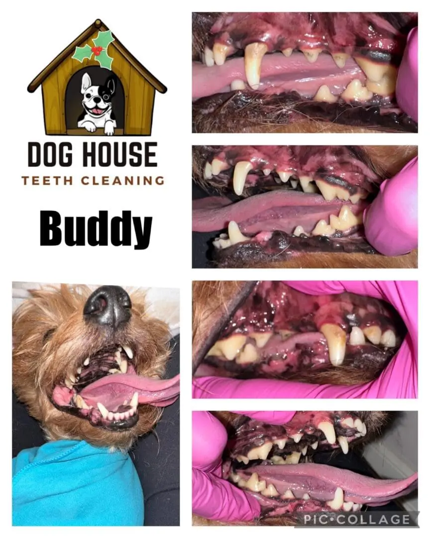 A flyer for "Dog House Teeth Cleaning" showcasing before and after images of a dog's teeth cleaning, with the name "Buddy" indicated. Close-up shots highlight improvements in canine oral care and dental condition.