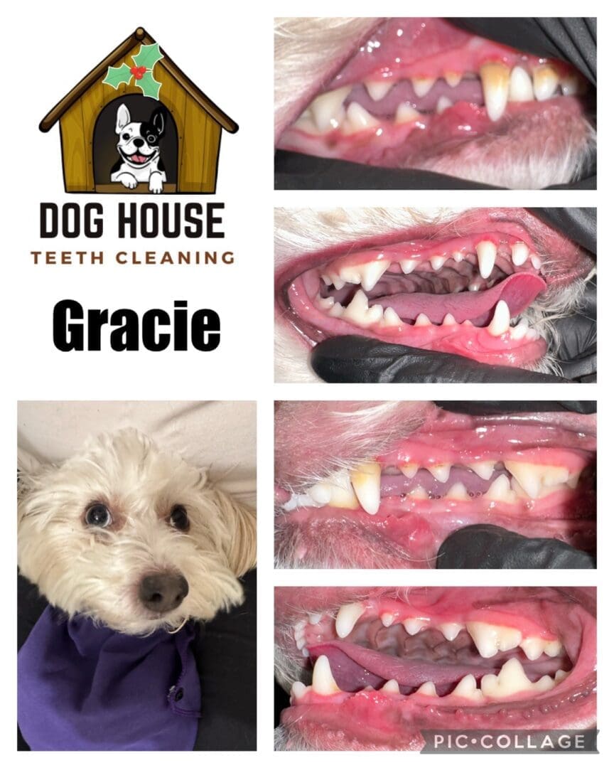 Promotional image for "Dog House Teeth Cleaning" showcasing the transformative power of canine oral care. Includes close-up photos of a dog's dental cleaning progress, featuring teeth before and after cleaning, and a picture of an adorable dog named Gracie.