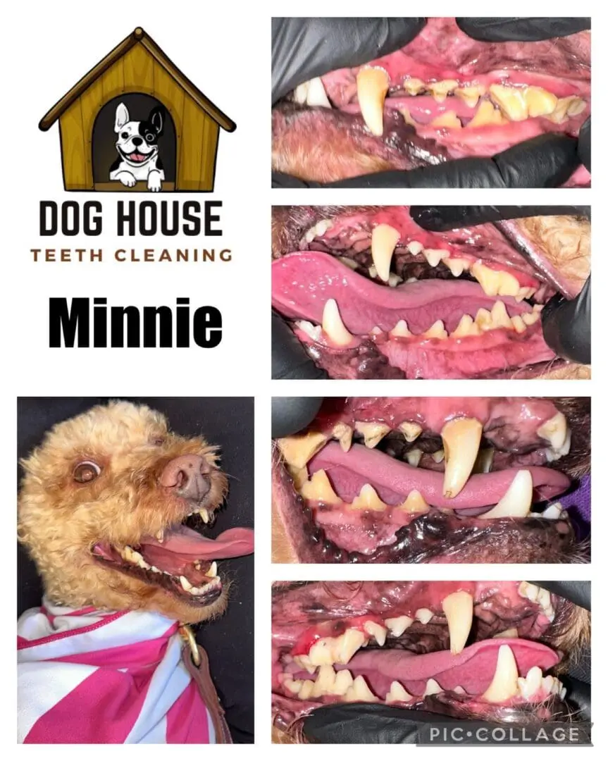 Compilation of a dog's teeth before and after cleaning, showing close-ups of dirty and clean teeth. The images are labeled "Dog House Teeth Cleaning" and "Minnie." A perfect example of effective canine oral care.