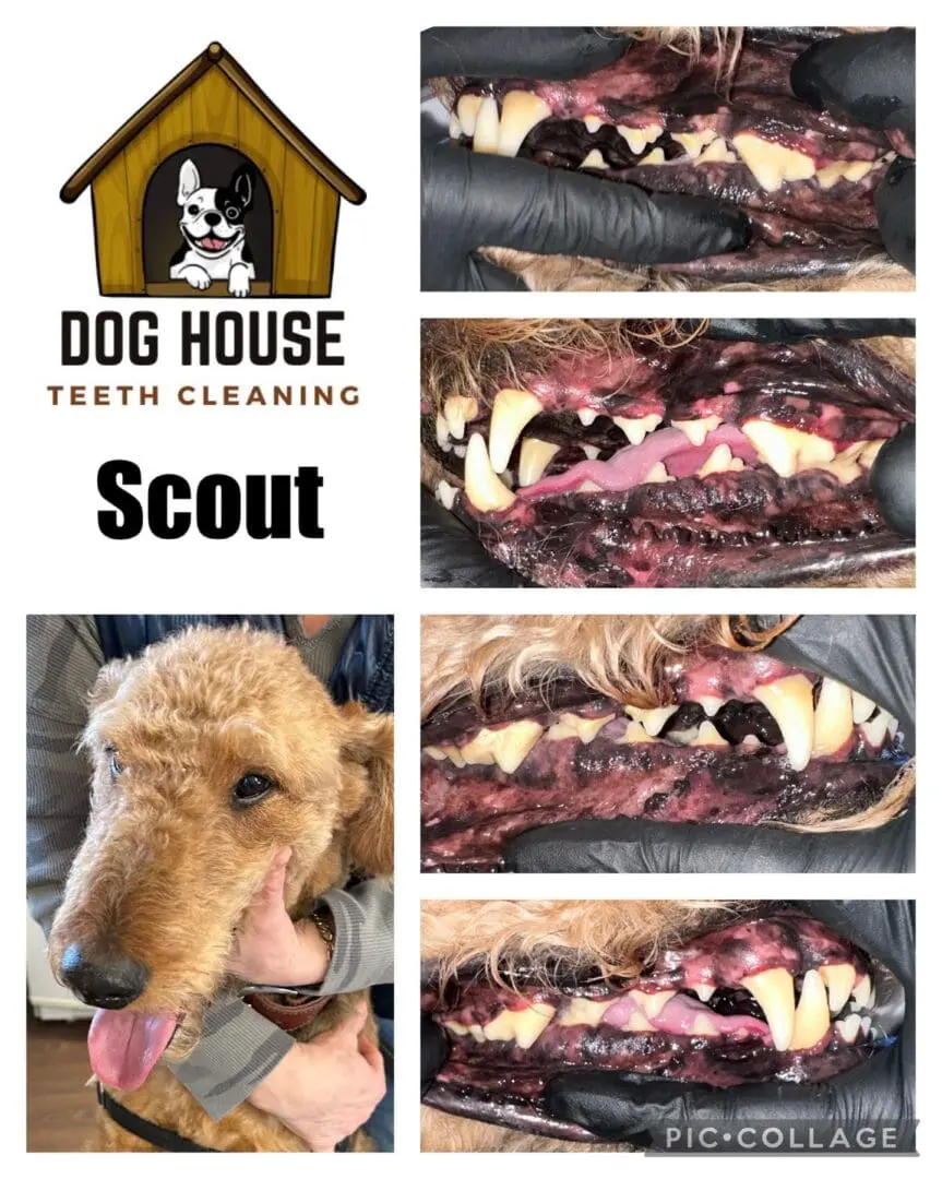 Three images show close-up views of a dog's teeth before, during, and after cleaning, highlighting exceptional canine oral care. Another image shows the whole dog being held. A logo and text say "Dog House Teeth Cleaning, Scout.