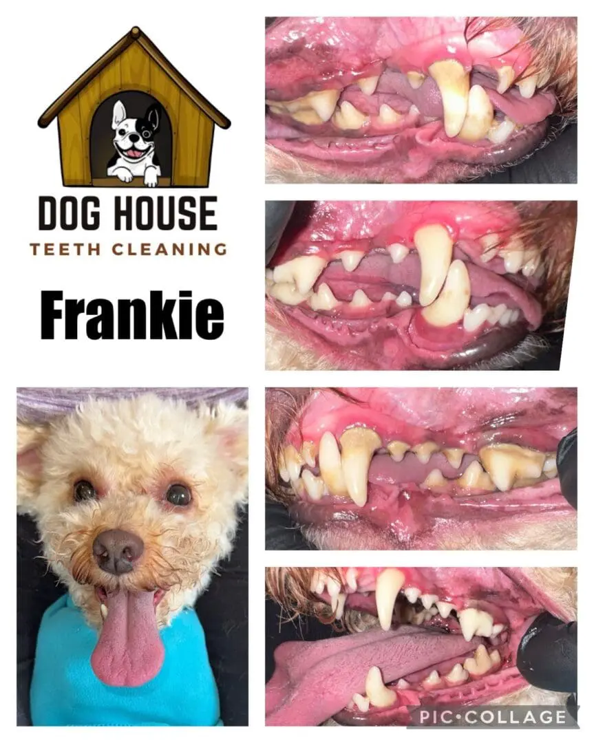 Collage showcasing canine oral care with before and after images of a dog's teeth cleaning, featuring close-up shots of the dog's teeth in different states. The phrase "Dog House Teeth Cleaning" and the name "Frankie" are prominently displayed.