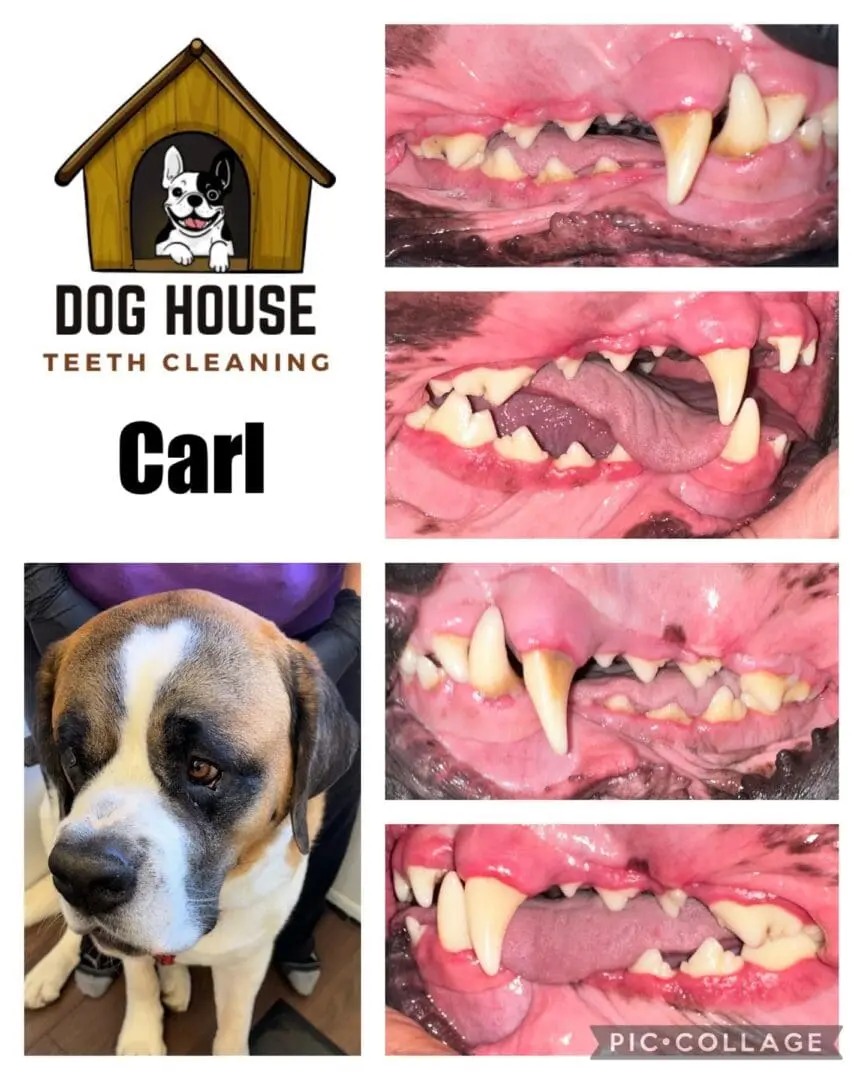 Dog advertisement with a logo of "Dog House Teeth Cleaning," showcasing before and after images of Carl the Saint Bernard's teeth, illustrating impressive canine oral care results.