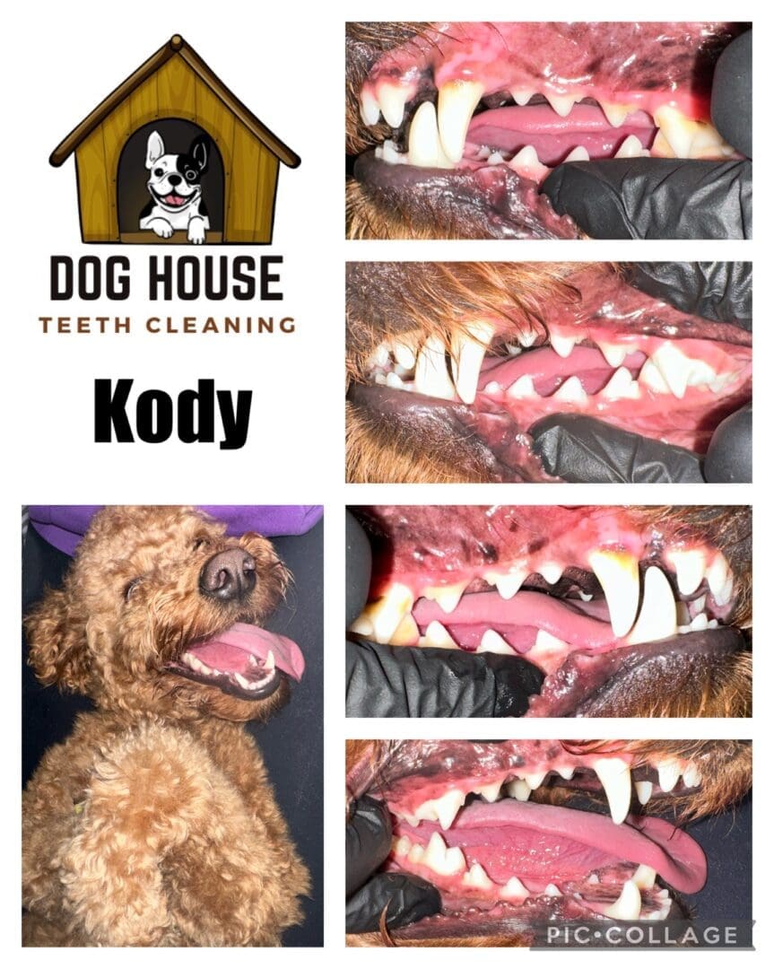 A logo with a dog, 'Dog House Teeth Cleaning' text, and 'Kody' is on the left. The right side showcases close-ups of a canine oral care process. Bottom left features a happy brown dog.