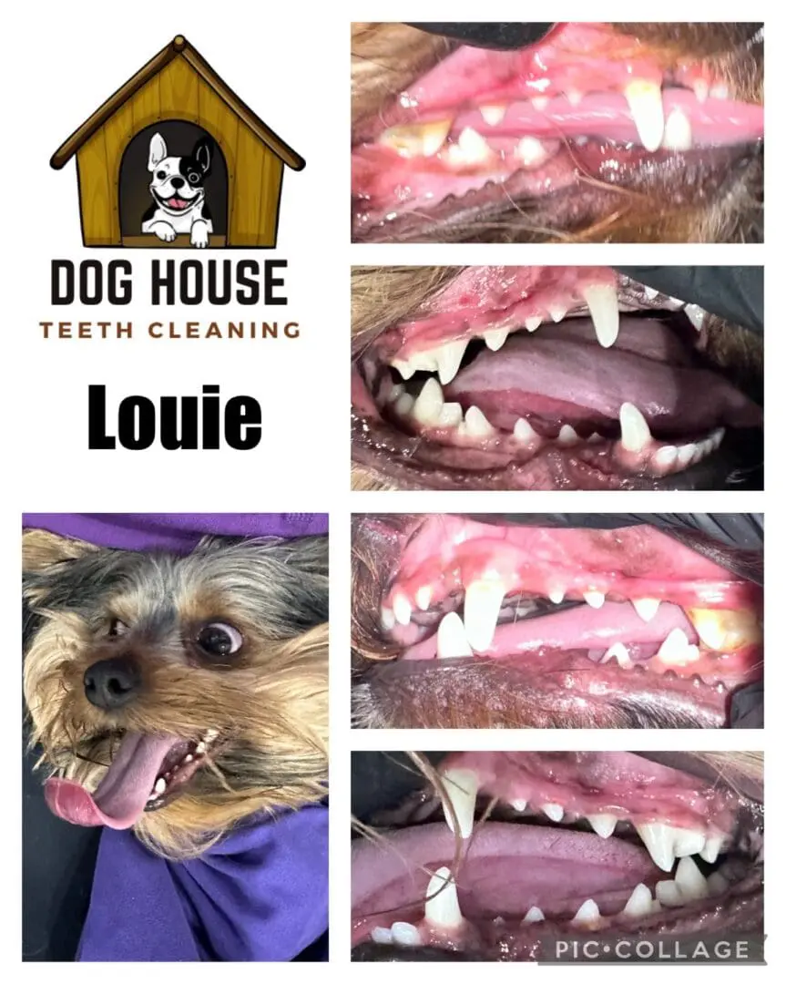 A collage showing before and after dental cleaning images of a small dog named Louie at Dog House Teeth Cleaning. The images reveal improved canine oral care and health post-treatment.