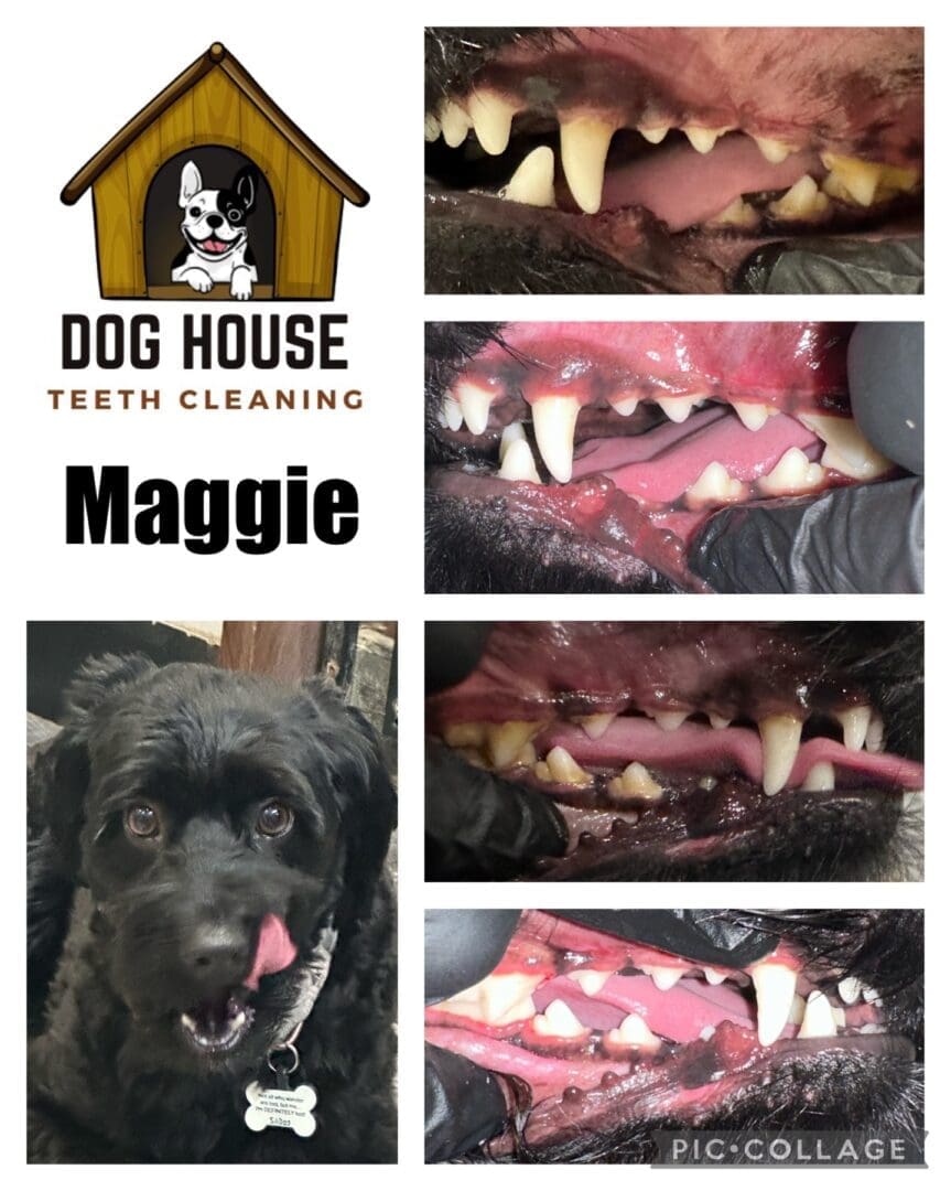 Collage featuring a dog's dental cleaning with "Dog House Teeth Cleaning" logo, dog's name "Maggie," and before-and-after photos of the dog's teeth. Highlighting exceptional canine oral care, the bottom-left image captures Maggie adorably licking her nose.