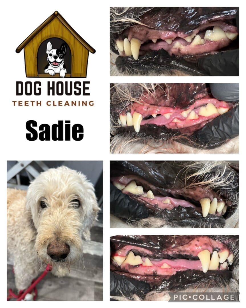 Collage showing before and after teeth cleaning images of a dog named Sadie at Dog House Teeth Cleaning. Images include close-ups of Sadie's teeth, showcasing excellent canine oral care, and an image of Sadie herself.