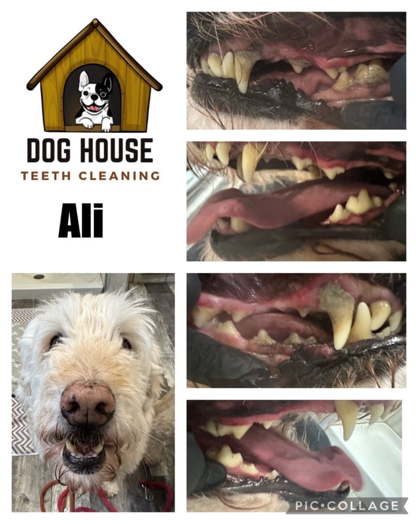 Collage showing a dog's dental cleaning process at "Dog House Teeth Cleaning." Top-left: logo and name, "Ali." Other images: close-ups of the dog's teeth before and after cleaning, showcasing top-notch canine oral care.