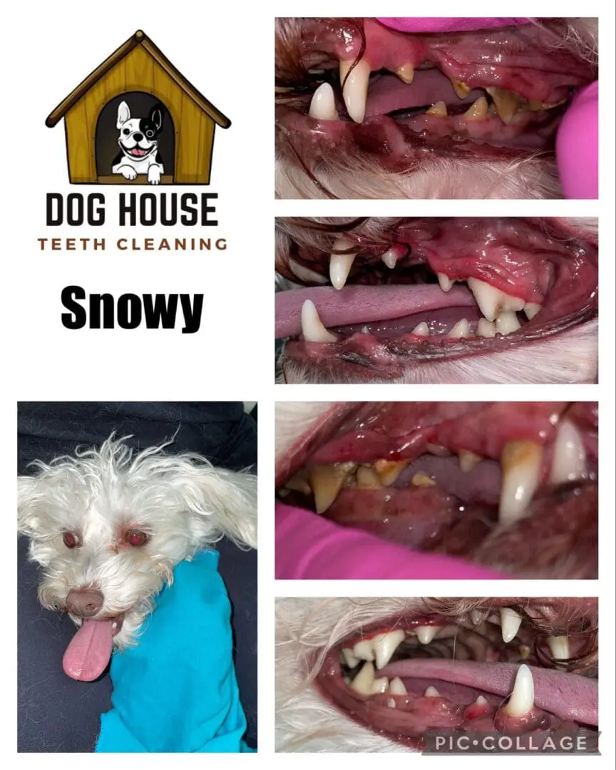 Dog House Teeth Cleaning for Snowy: A series of images showing the canine oral care progress with before and after photos of a small dog's teeth, alongside a logo of the service provider.