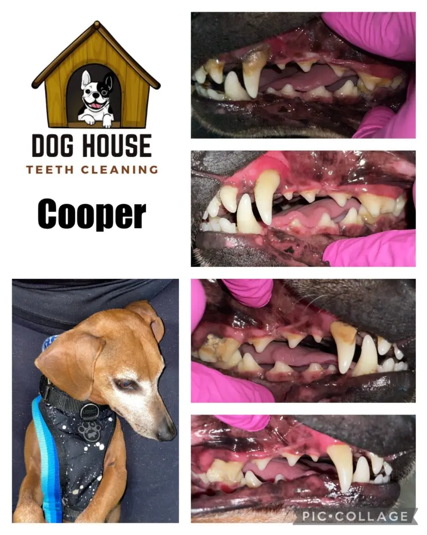 Collage of dog dental cleaning with before-and-after photos showing teeth improvements. "Dog House Teeth Cleaning Cooper" text and logo featuring cartoon dog in a doghouse. Picture of a dog at the bottom emphasizing the importance of canine oral care.