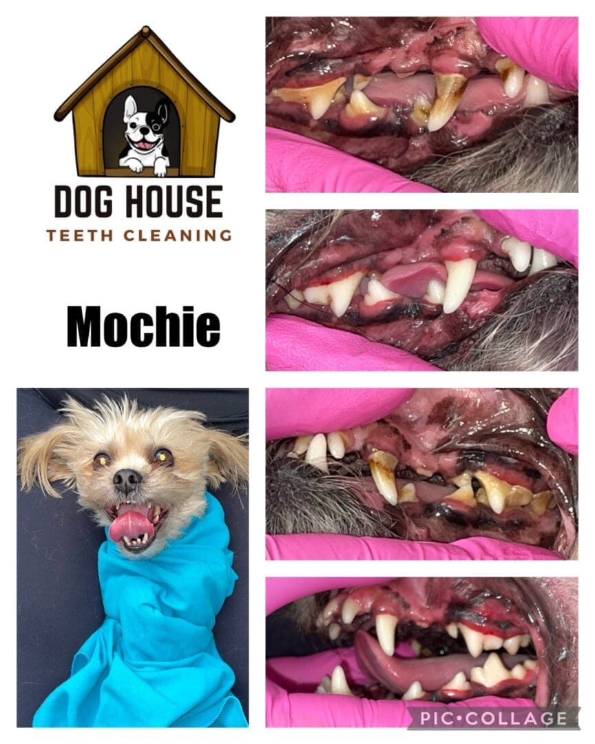 A sequence of images showing dog teeth before and after cleaning, with noticeable improvements in canine oral care. A small dog wearing a blue wrap is displayed alongside the Dog House Teeth Cleaning logo and the name "Mochie.