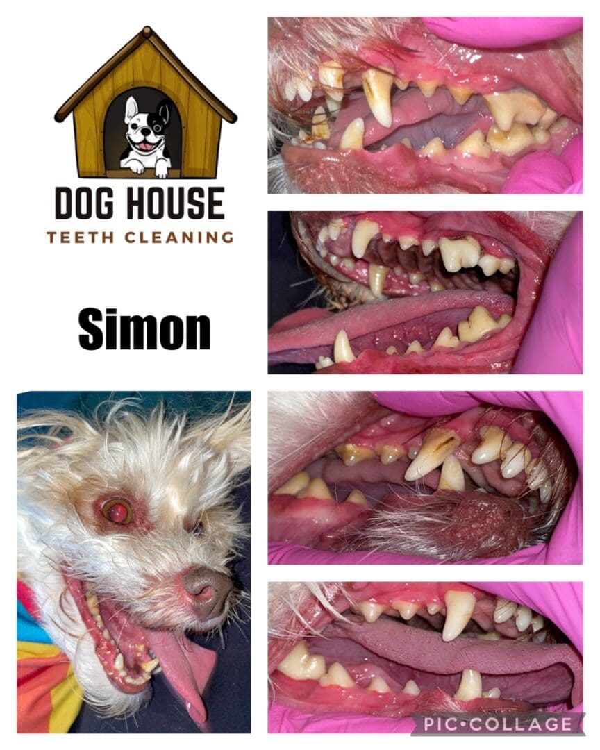 Series of images showcasing a dog's teeth before and after cleaning by Dog House Teeth Cleaning. Emphasizing expert canine oral care, the dog's name, Simon, is displayed beneath the logo.