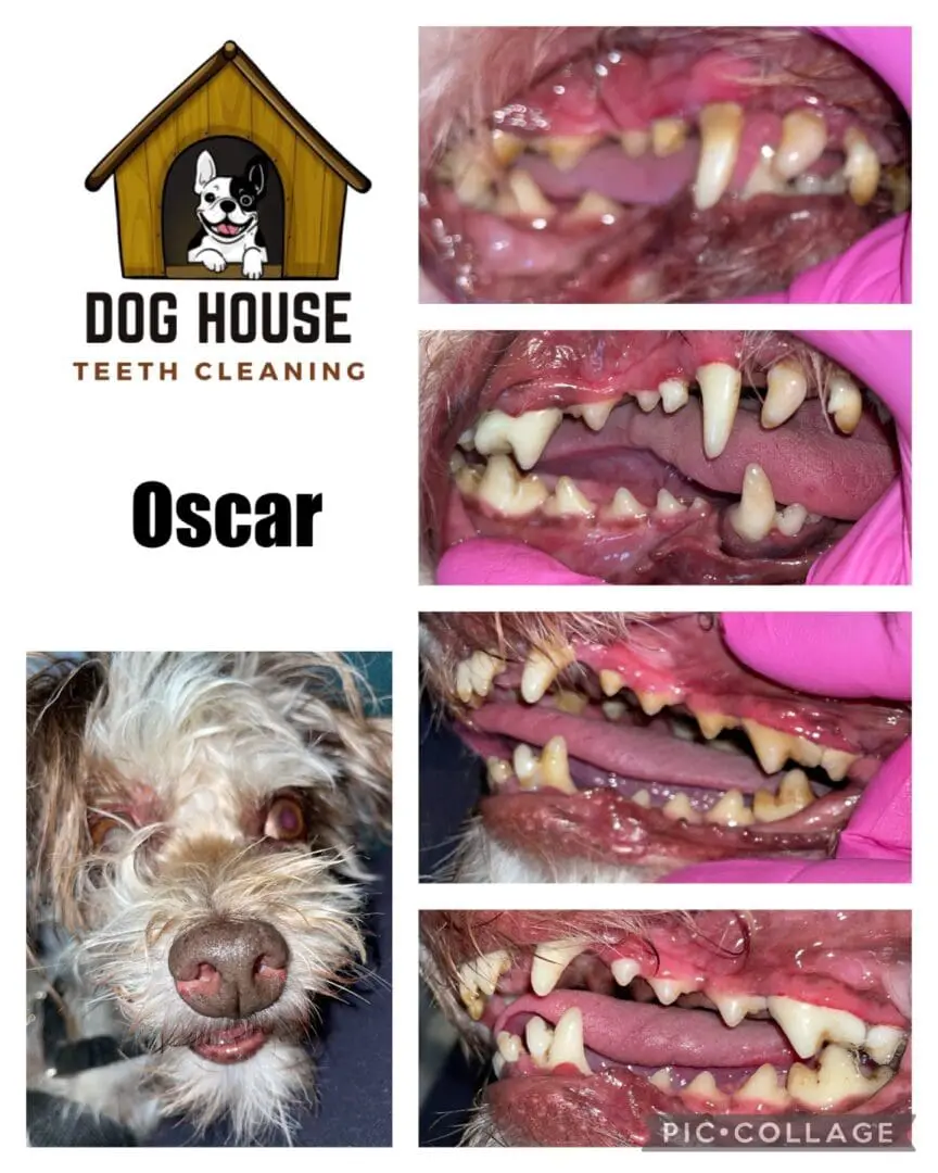 Collage of dog's teeth before and after cleaning, showing significant improvement. Top-left corner features the logo "Dog House Teeth Cleaning." Bottom-left highlights Oscar, the dog. A true testament to professional canine oral care!