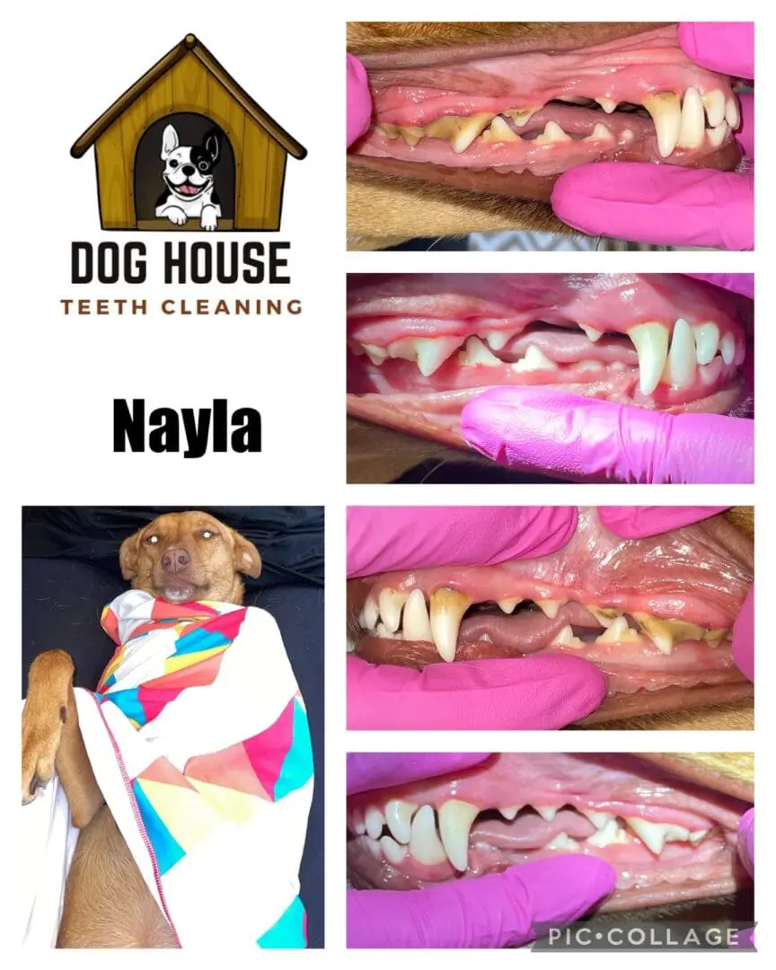 A collage showing a dog before and after dental cleaning, featuring the "Dog House Teeth Cleaning" logo at the top left with the name "Nayla" below. Highlighting Nayla's canine oral care journey, one photo shows her wrapped in a colorful blanket.