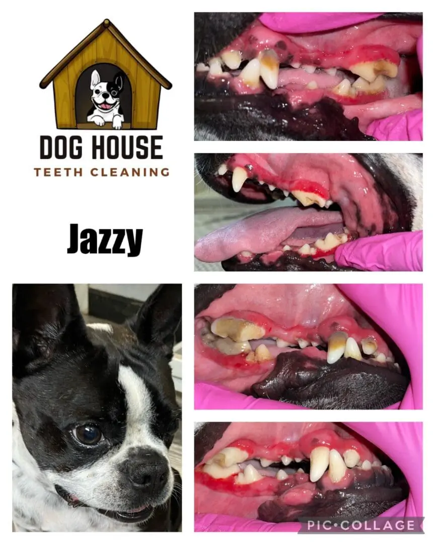 A series of images showing a dog's dental cleaning process, with before and after photos of the teeth, and a photo of the dog. Text: Dog House Teeth Cleaning, Jazzy. Canine oral care at its best.