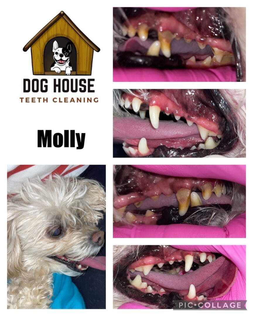 A collage showcasing a small dog named Molly, featuring close-up images of her teeth before and after receiving premier canine oral care at Dog House Teeth Cleaning.