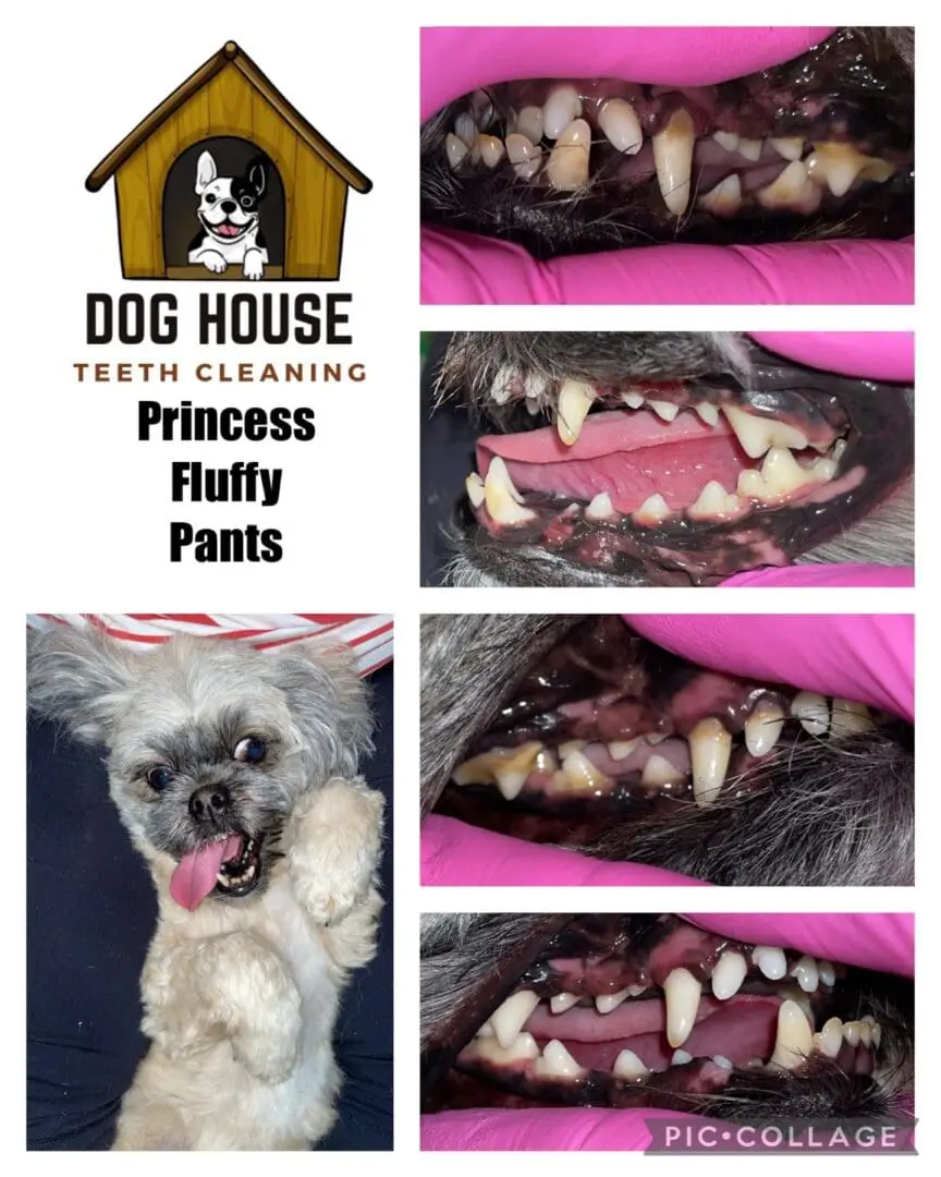 Collage showcasing before and after images of Princess Fluffy Pants' teeth cleaning at "Dog House Teeth Cleaning," highlighting professional canine oral care below the business logo.