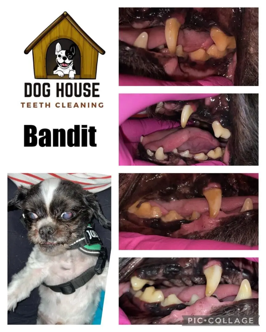 Collage featuring a small dog named Bandit and multiple close-up images of the dog's teeth, highlighting before and after results of a canine oral care procedure by Dog House Teeth Cleaning.