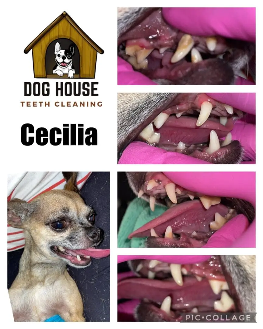 A collage featuring before and after pictures of a small dog's teeth cleaning by Dog House Teeth Cleaning. The dog's name is Cecilia. Witness the transformative impact of expert canine oral care on Cecilia's bright smile!