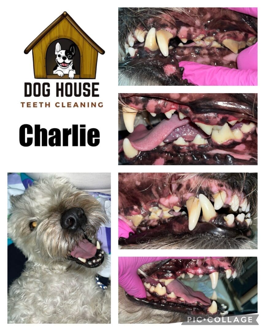 A collage showcasing canine oral care by "Dog House Teeth Cleaning," featuring a dog named Charlie. Images display before and after teeth cleaning, highlighting plaque removal and cleaner teeth.