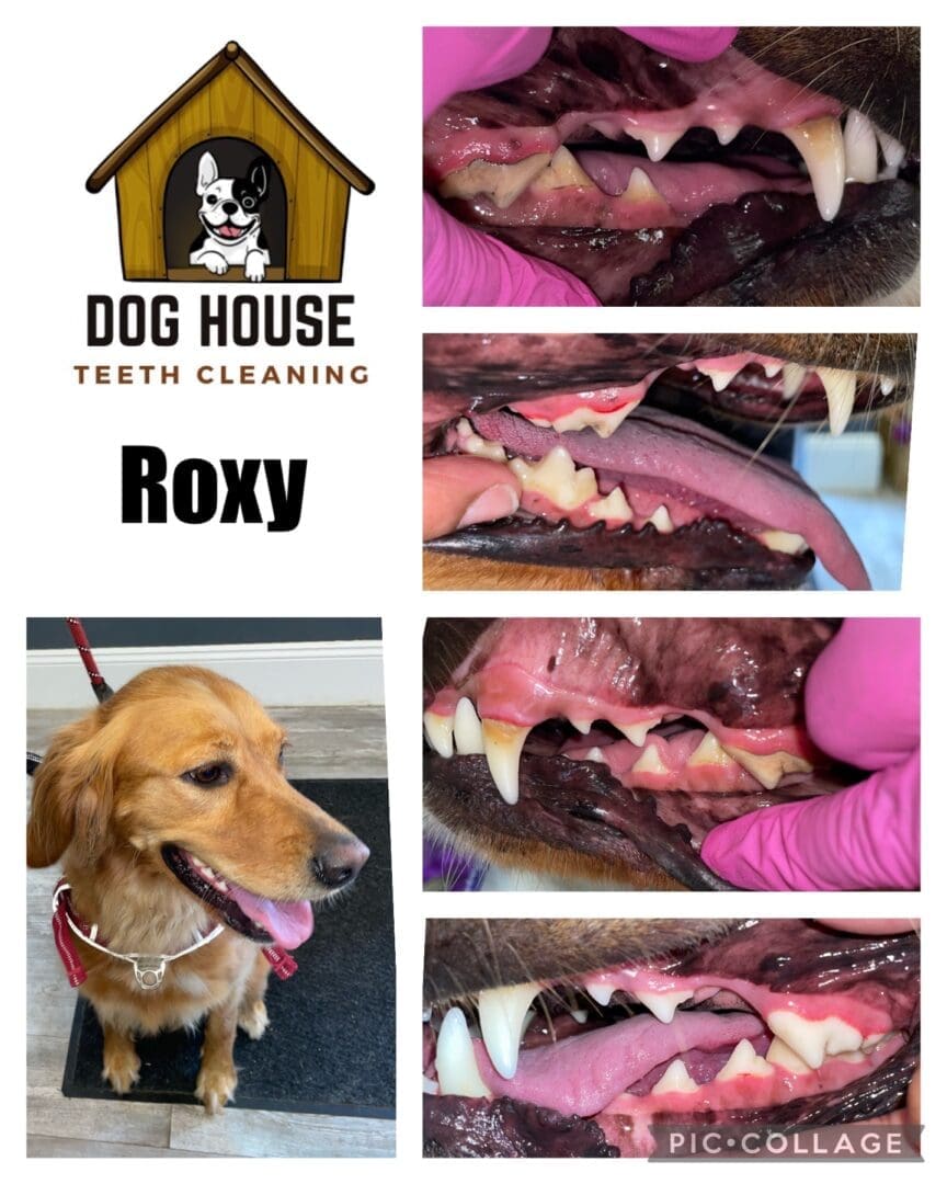 Collage showcasing the canine oral care process with the "Dog House Teeth Cleaning" logo at the top. Images include before and after shots of a dog's teeth and a photo of Roxy, a dog, sitting with a leash.