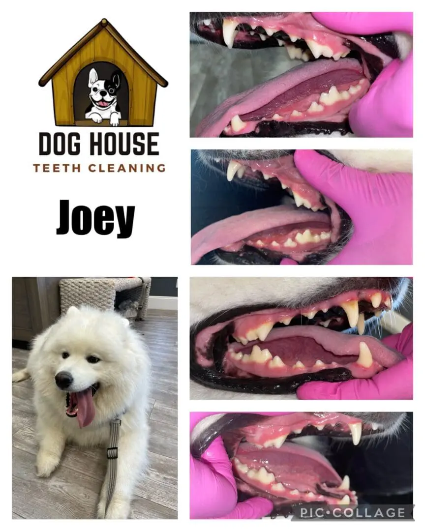 Collage: "Dog House Teeth Cleaning" logo, dog's name "Joey", and photos of a white dog getting its teeth cleaned by gloved hands, showcasing before and after images of canine oral care.