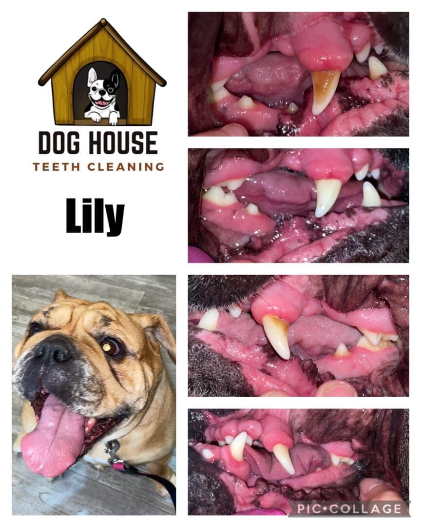 Collage showing a dog named Lily from Dog House Teeth Cleaning. One photo highlights Lily's face, while the others focus on close-ups of her cleaned teeth, showcasing excellent canine oral care.