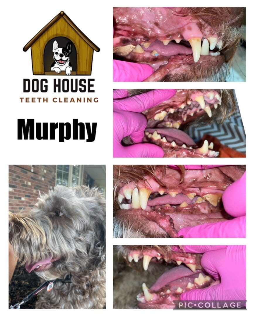 A collage showing a dog called Murphy receiving teeth cleaning at Dog House Teeth Cleaning. The images display Murphy’s teeth before and after the canine oral care session by a person wearing pink gloves.