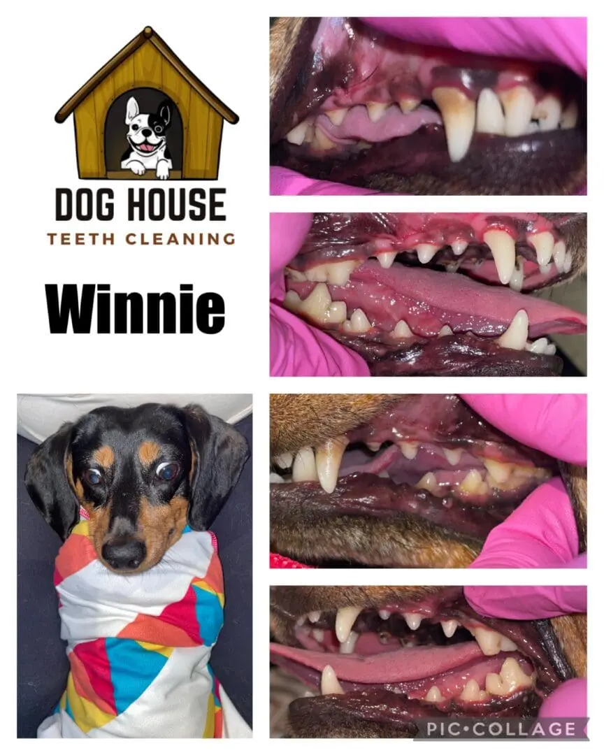 A collage showcasing canine oral care with a dog's teeth before and after cleaning. Featured on the left under a 'Dog House Teeth Cleaning' logo is Winnie, partly wrapped in a colorful blanket.