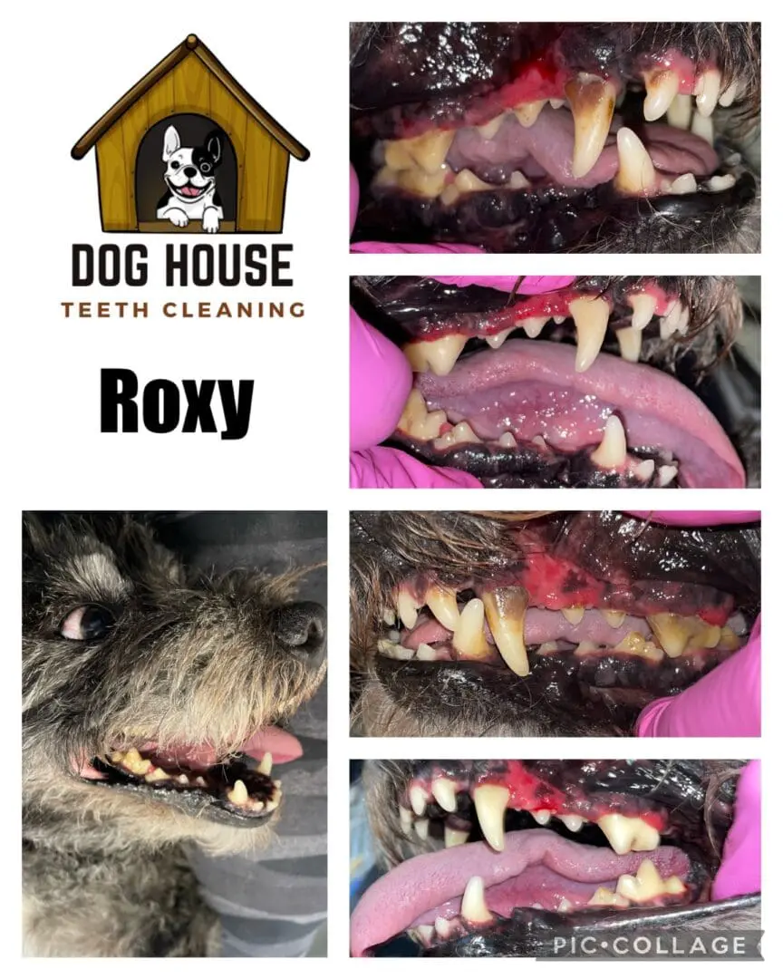 Series of six close-up images showcasing canine oral care, highlighting a dog's teeth before and after cleaning performed by "Dog House Teeth Cleaning." The dog's name, "Roxy," is prominently featured along with the company logo.