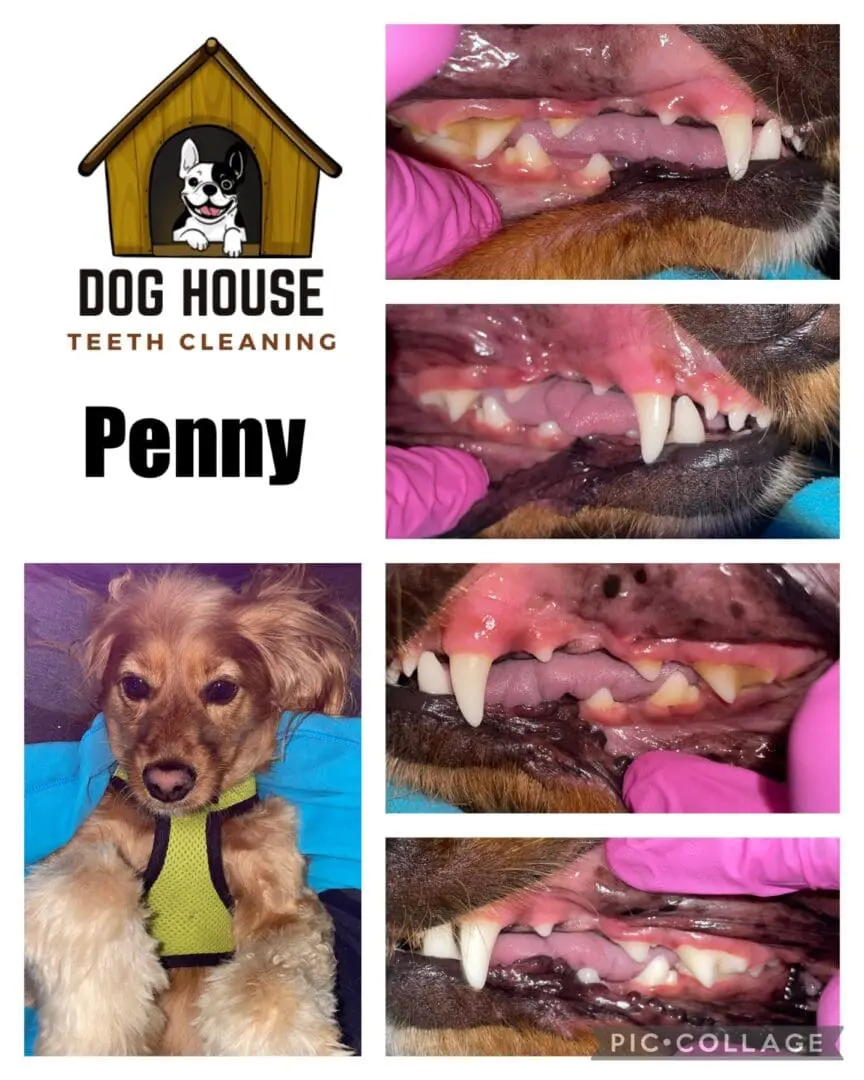 A collage with images of a dog's teeth before and after cleaning, showcasing significant improvement in canine oral care. A photo of the dog named Penny is also included. The logo reads "Dog House Teeth Cleaning.