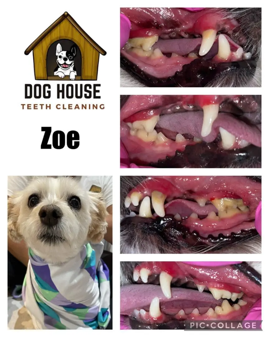 Collage of canine oral care: a "before" and "after" sequence of cleaned teeth, featuring a dog named Zoe from Dog House Teeth Cleaning. Zoe is also shown in a groomed state, wrapped in a colorful cloth.