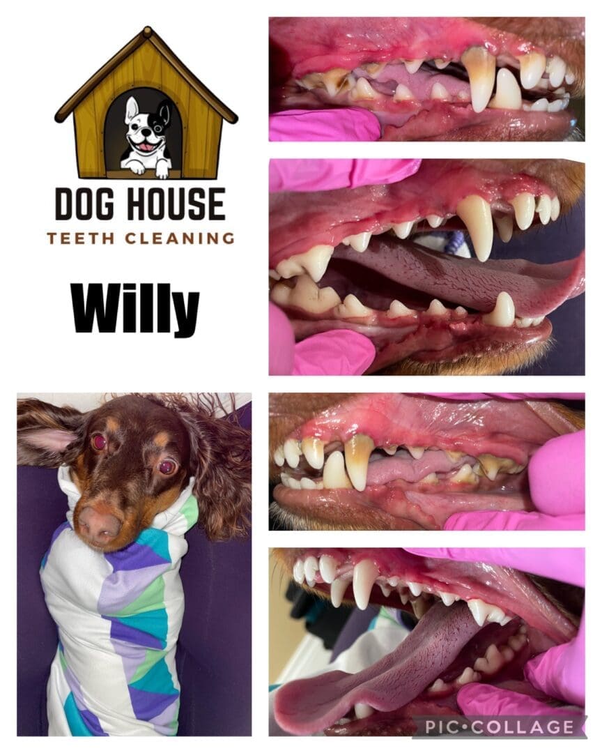 A collage with before and after images of a dog's teeth cleaning process showcases canine oral care. Top-left features the "Dog House Teeth Cleaning" logo, while bottom-left displays the dog wrapped in a blanket labeled "Willy.