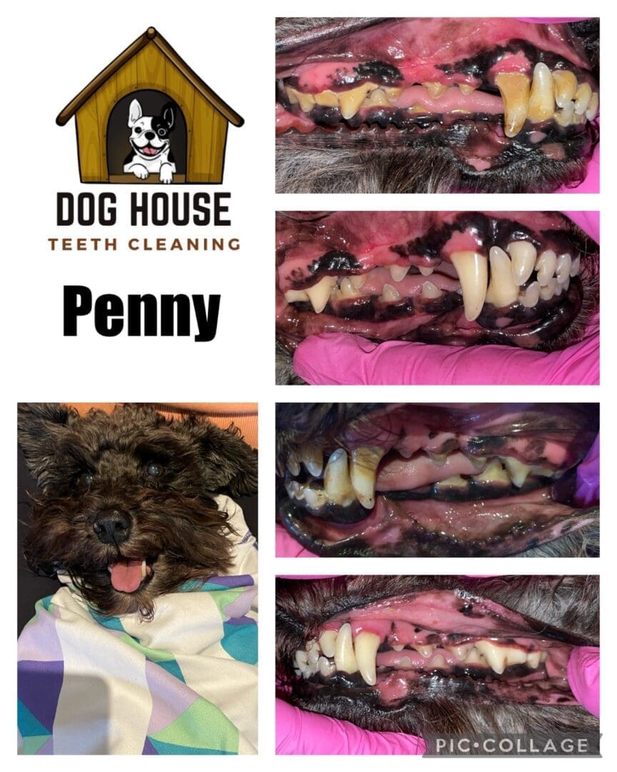 A collage showing before and after images of a dog's teeth cleaning, displaying significant improvement. The top left corner features a logo for Dog House Teeth Cleaning and the name "Penny." This visual testament highlights the importance of canine oral care for Penny's bright smile.