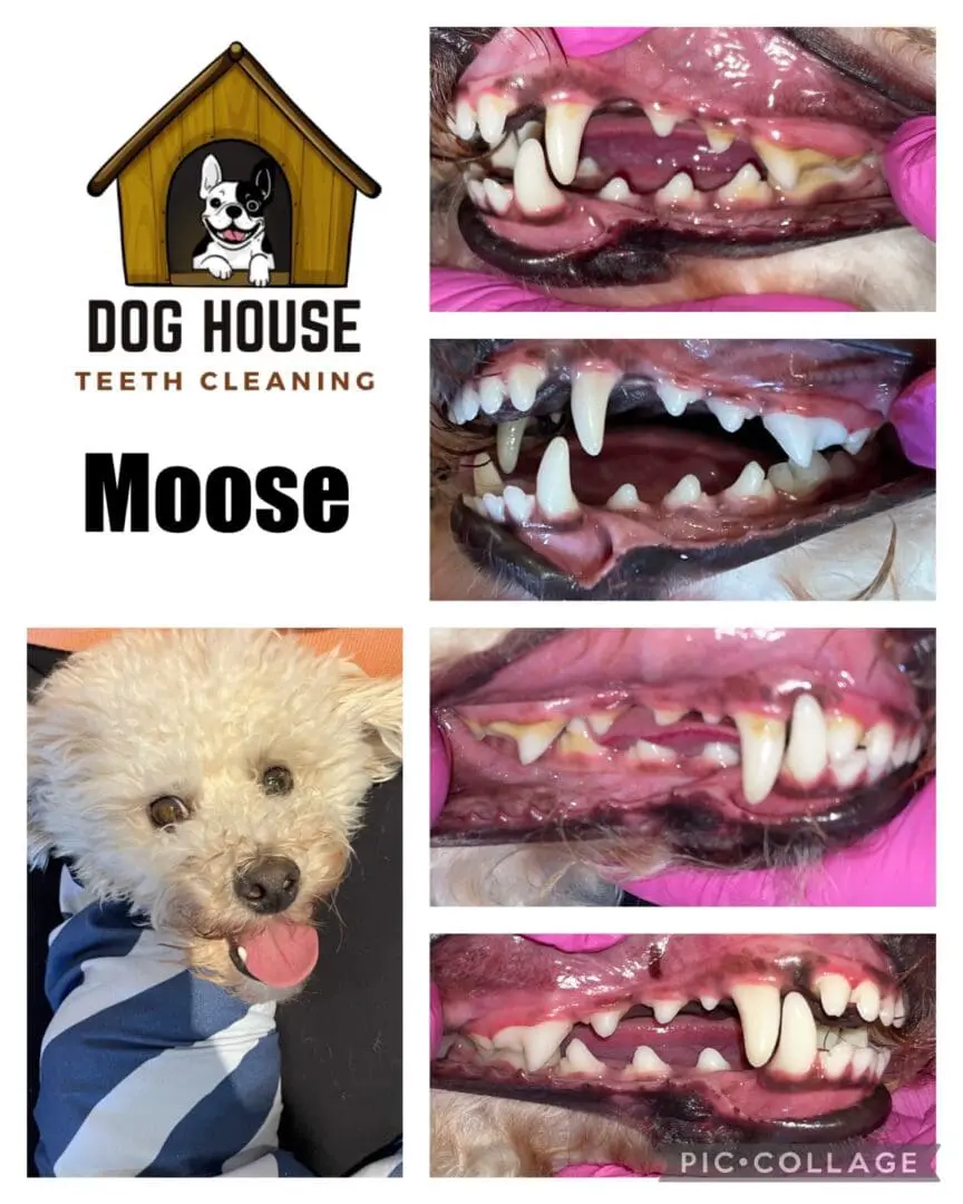 Collage image showcasing a dog named Moose with before and after teeth cleaning photos, highlighting the benefits of canine oral care. The Dog House Teeth Cleaning logo is prominently displayed at the top. Moose is a small white dog wearing striped clothing.