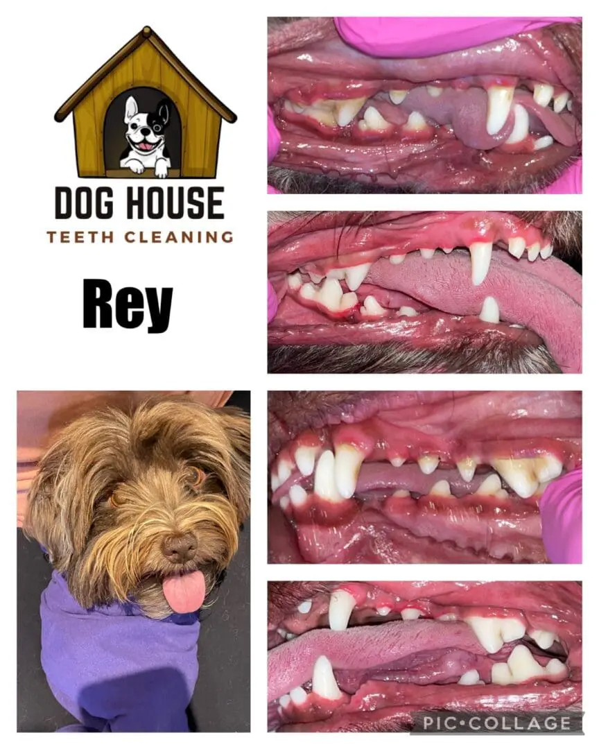 Collage of a dog named Rey undergoing teeth cleaning at Dog House Teeth Cleaning. The images, focusing on canine oral care, show close-ups of the dog's teeth before and after the procedure.