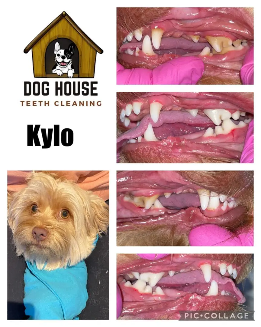 Series of images showing a small dog named Kylo before and after teeth cleaning at Dog House. The final image showcases significantly cleaner teeth, highlighting the importance of canine oral care. The logo features a dog in a doghouse.